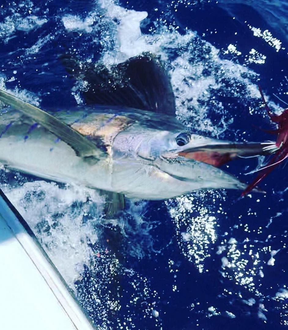Activité de pêche au marlin bleu Île Maurice