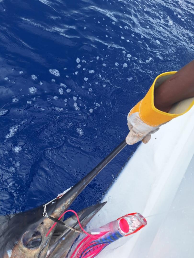 Pêche au marlin bleu Île Maurice